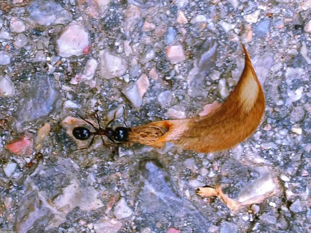 វិធីបង្វិលតិចៗ ដើម្បីពង្រីកការផ្តោត